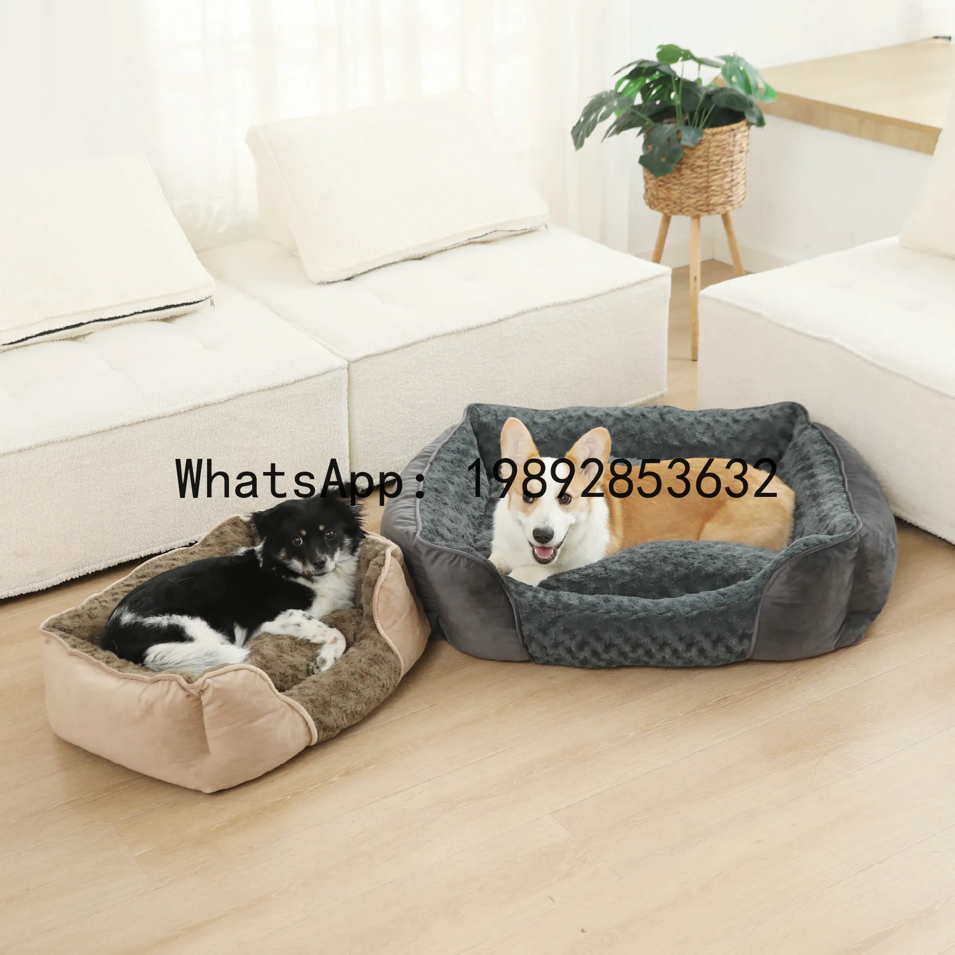 Pet X Supplies - Casa para gatos X, canil semi-fechado