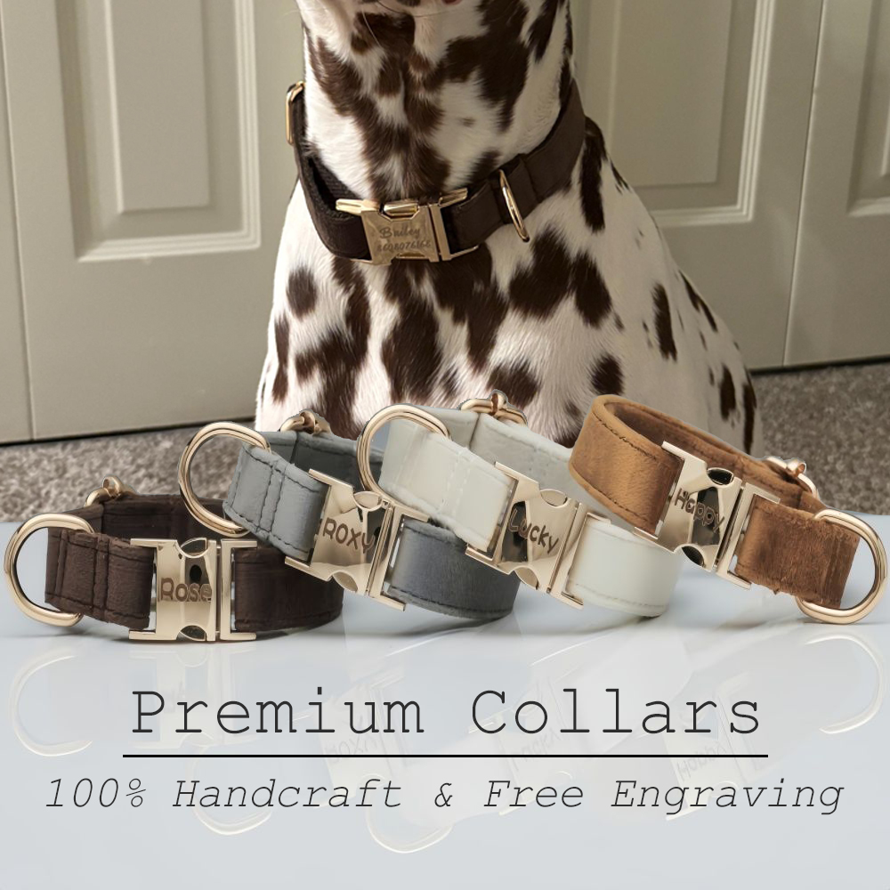 Conjunto de coleira de cachorr - Retractable Dog Leash avaliação e preço